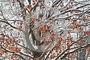 Winter Tree