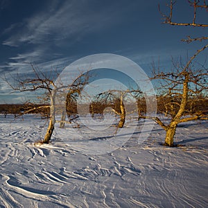 Winter tree