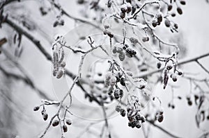 The winter tree