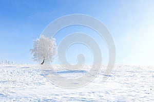 Winter tree. Alone frozen tree in winter snowy field.