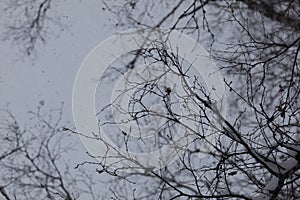winter tree. bare branches. sky and nature