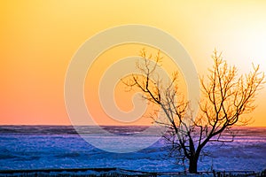 Winter tree on beach at sunset