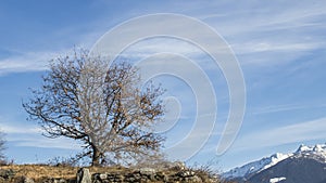 Winter tree on a beautiful blue sky with clouds