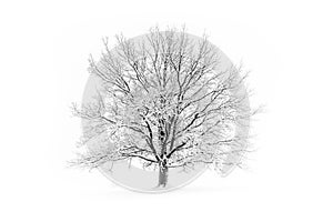 Winter tree. Big decidious tree in clear white snowy landscape. Misty and freezy day