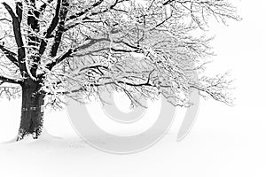 Winter tree. Big decidious tree in clear white snowy landscape. Misty and freezy day