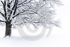 Winter tree. Big decidious tree in clear white snowy landscape. Misty and freezy day