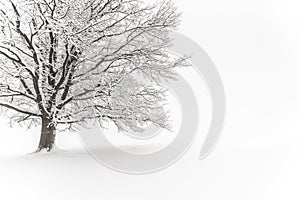 Winter tree. Big decidious tree in clear white snowy landscape. Misty and freezy day