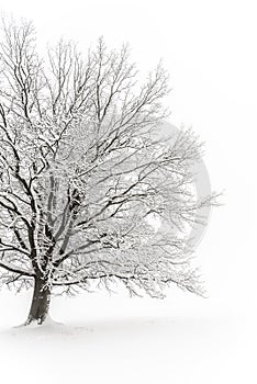 Winter tree. Big decidious tree in clear white snowy landscape. Misty and freezy day