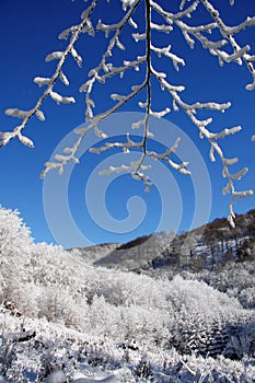 Winter tree with a blue sky