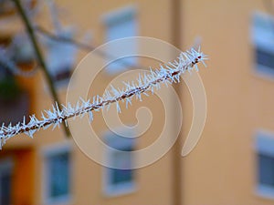 Winter tree branch with frost crystals and blurry street background
