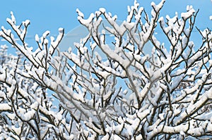 Winter tree branch under snow on blue sky background