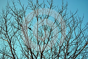 Winter tree branches blue sky