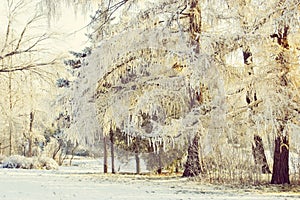 Winter tree branches covered with snow