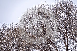 Winter tree branches without leaves against a cloudy sky during snowfall