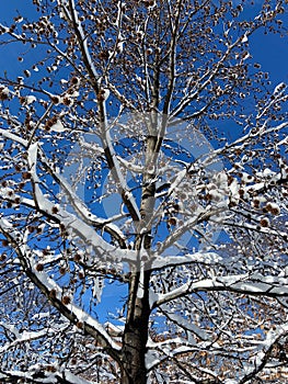 Winter Tree Branches With White Snow and Blue Sky