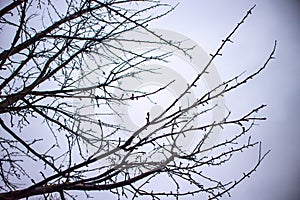 Winter tree on the cloudy sky