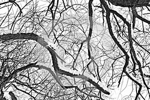 Winter tree conceptual image.