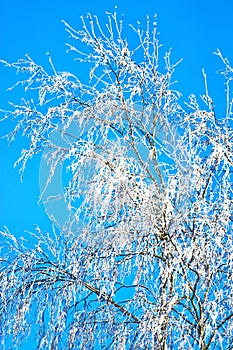 Winter tree covered with frost against blue sky