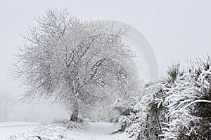 Winter tree covered in snow