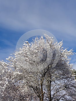 Winter tree covered with snow