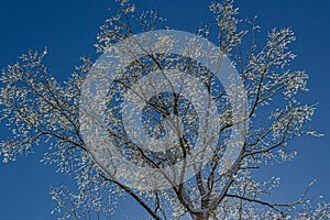 Winter Tree Covered with Snow and Ice