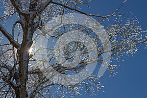 Winter Tree Covered with Snow and Ice