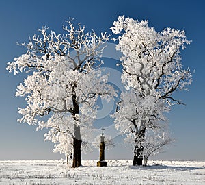 Winter tree in Czech Republic