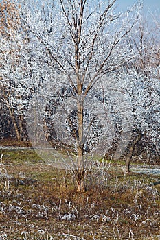 Winter tree
