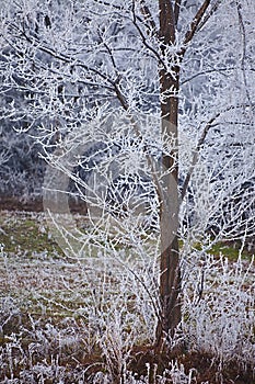 Winter tree