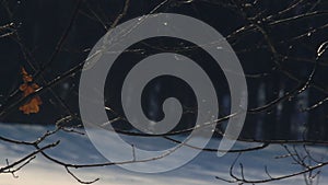 Winter tree. Dry leaf on bare branches of tree in winter forest. Tree twigs