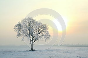 winter tree in the field at sunrise single oak covered with hoarfrost on a snowy lit by morning sun beautiful scenery december