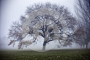 Winter tree in fog