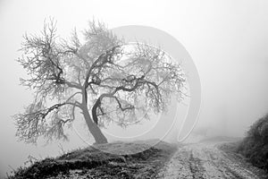 Winter tree in fog