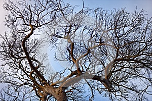 Winter tree forms at dusk