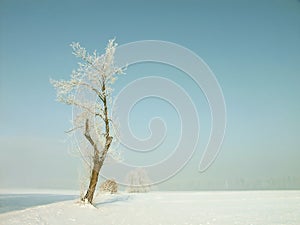 Winter tree, frost covered branches