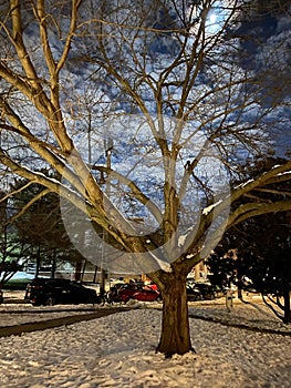 Winter Tree With Full Moon at Night in January