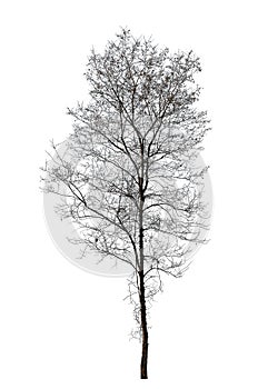 Winter tree isolated on white background