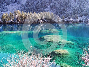 Winter tree and lake in Jiuzhaigou