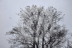 A flock of crows sitting on the top of winter tree.