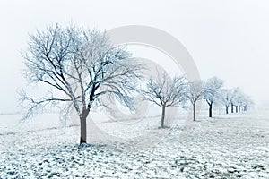 Winter tree line on a field