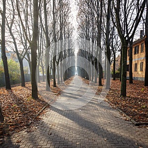 Winter tree-lined avenue, in a Northern Italy city. Color image