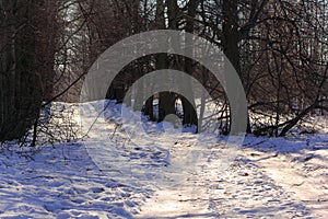 Winter Tree Lined Lane