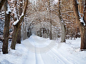 Winter Tree Lined Lane