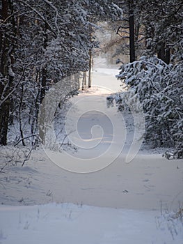 Winter Tree Lined Lane