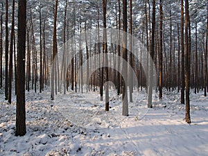 Winter Tree Lined Lane