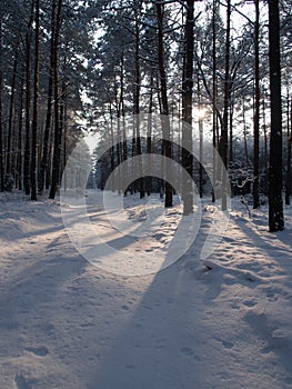 Winter Tree Lined Lane