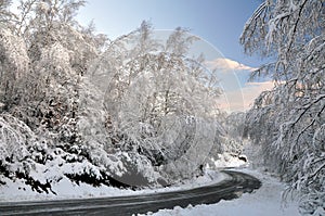 Winter Tree Lined Road with Snow photo