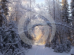 Strom linajkový cesty so snehom a lesklý slnko 