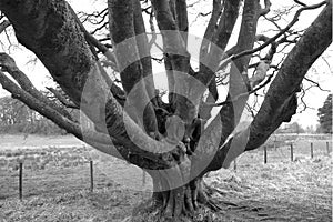 Winter tree with mass of branches