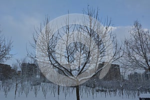 winter tree in my hometown China